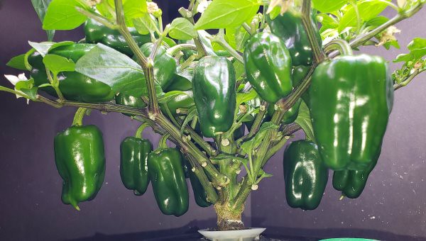Update #20: I was bad. I went trim crazy the other day. I think my nerves got the best of me. Plus I took off branches that …