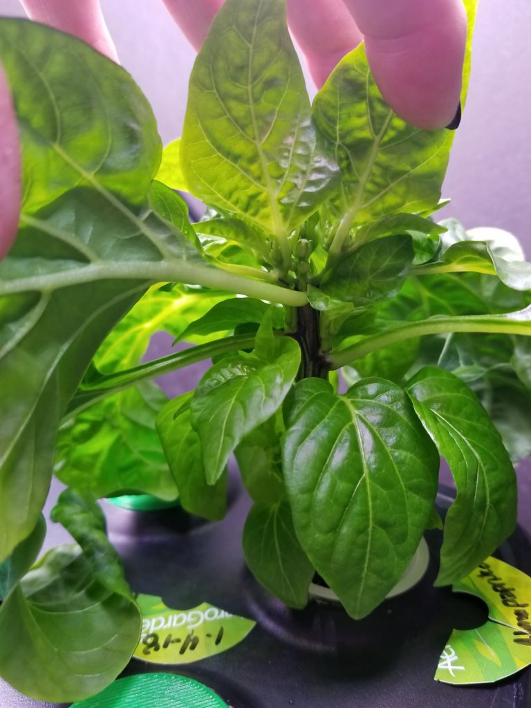 Update #10: These two are filling out. The AlmaPaprika has very dense leaves and has some buds. So I am at 5 weeks today and…