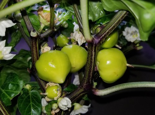 Update #18: Needed to fill the water. Also did some leaf trimming here, maybe too much on the Almapaprika But here are some …