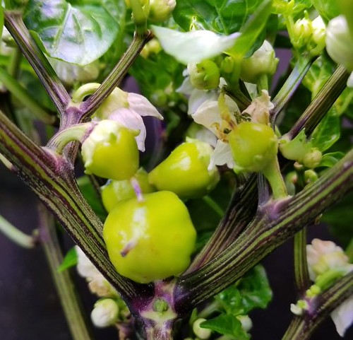 Update #17: Here are some peppers