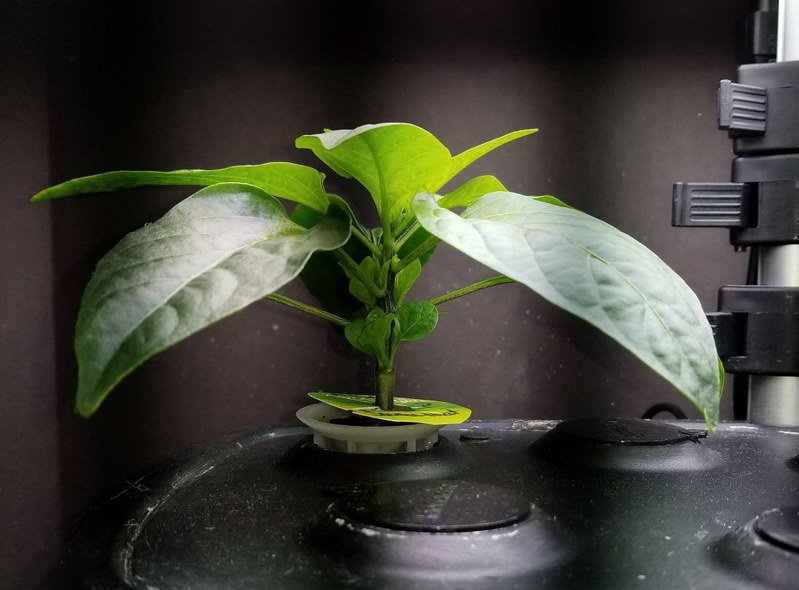 Update #7: I have never pruned/topped the Sweet Heat before as that grows to maybe 12 to 14 inches. The Almapaprika is new …