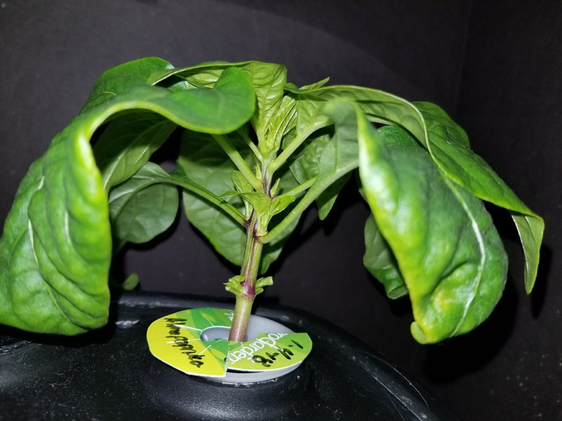 Update #7: I have never pruned/topped the Sweet Heat before as that grows to maybe 12 to 14 inches. The Almapaprika is new …