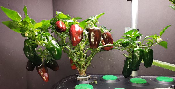 Sweet Heat, Almapaprika, and Fresno peppers: seven-month indoor hydroponic harvest