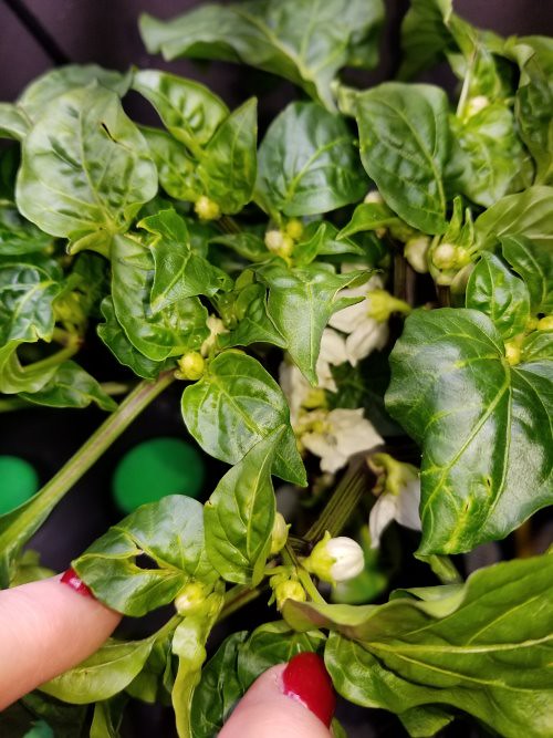 Update #16: I did a little leaf trimming. I should do more.A teeny pepper with lots of budsSorry for the blur but oyu can se…