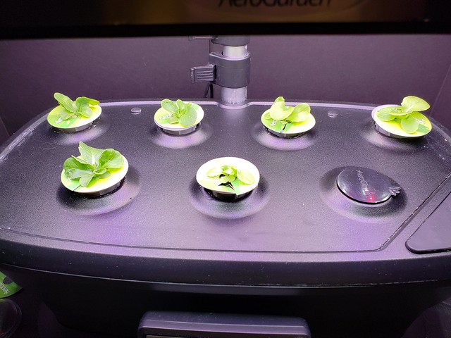 Update #3: My lettuce was fed nutes on the 27th. They had a growth spurt. Here is a side and top picture.