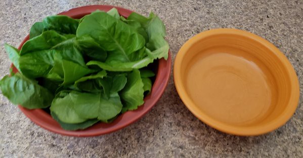 Update #7: Harvesting my first salad today! Here is the before and after as well as the harvested lettuce (a regular salad …