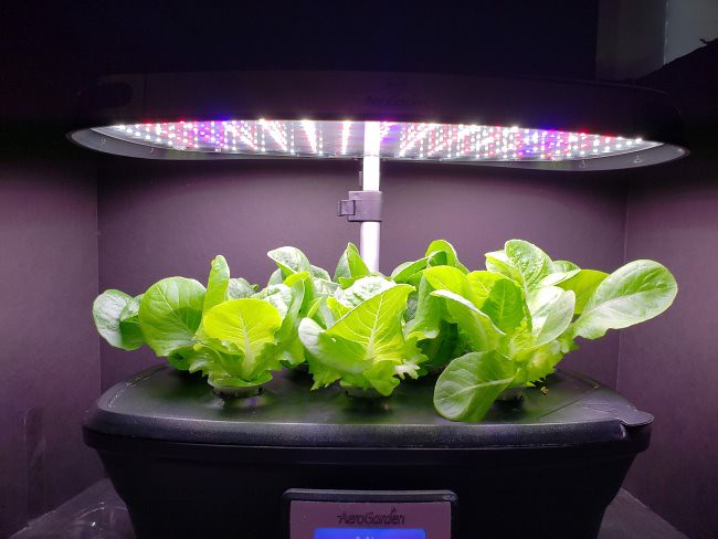 Dragoon and Jericho Lettuce with Repeated Harvest Cycles