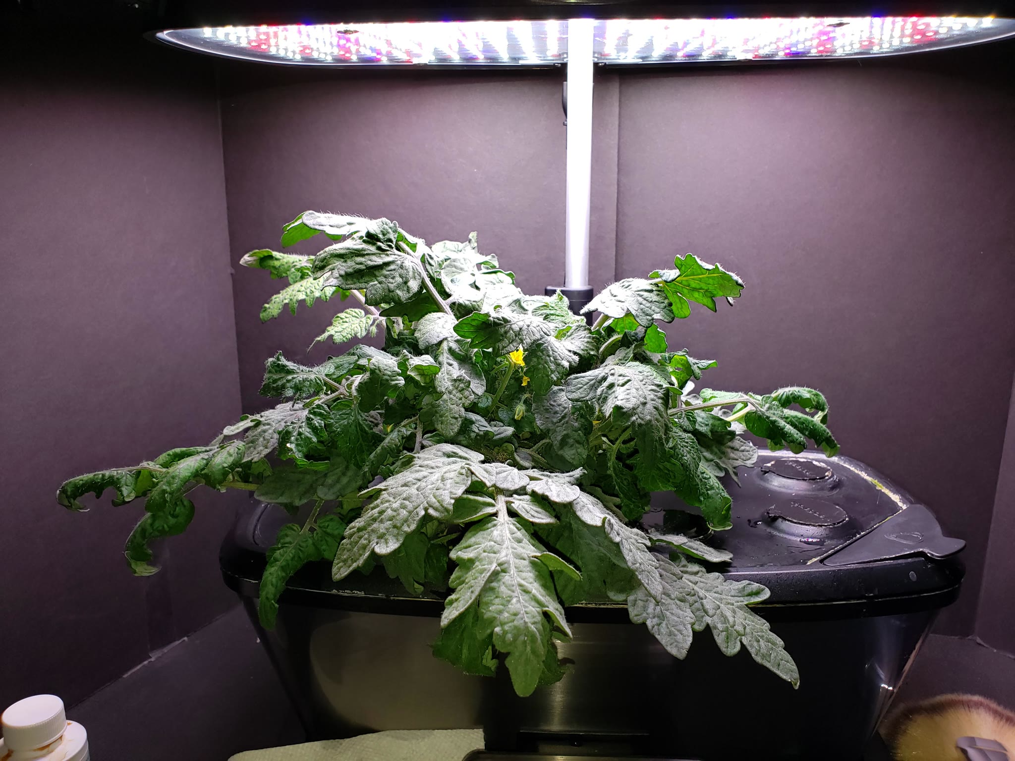 Window Box Red Tomato Broken before Harvest