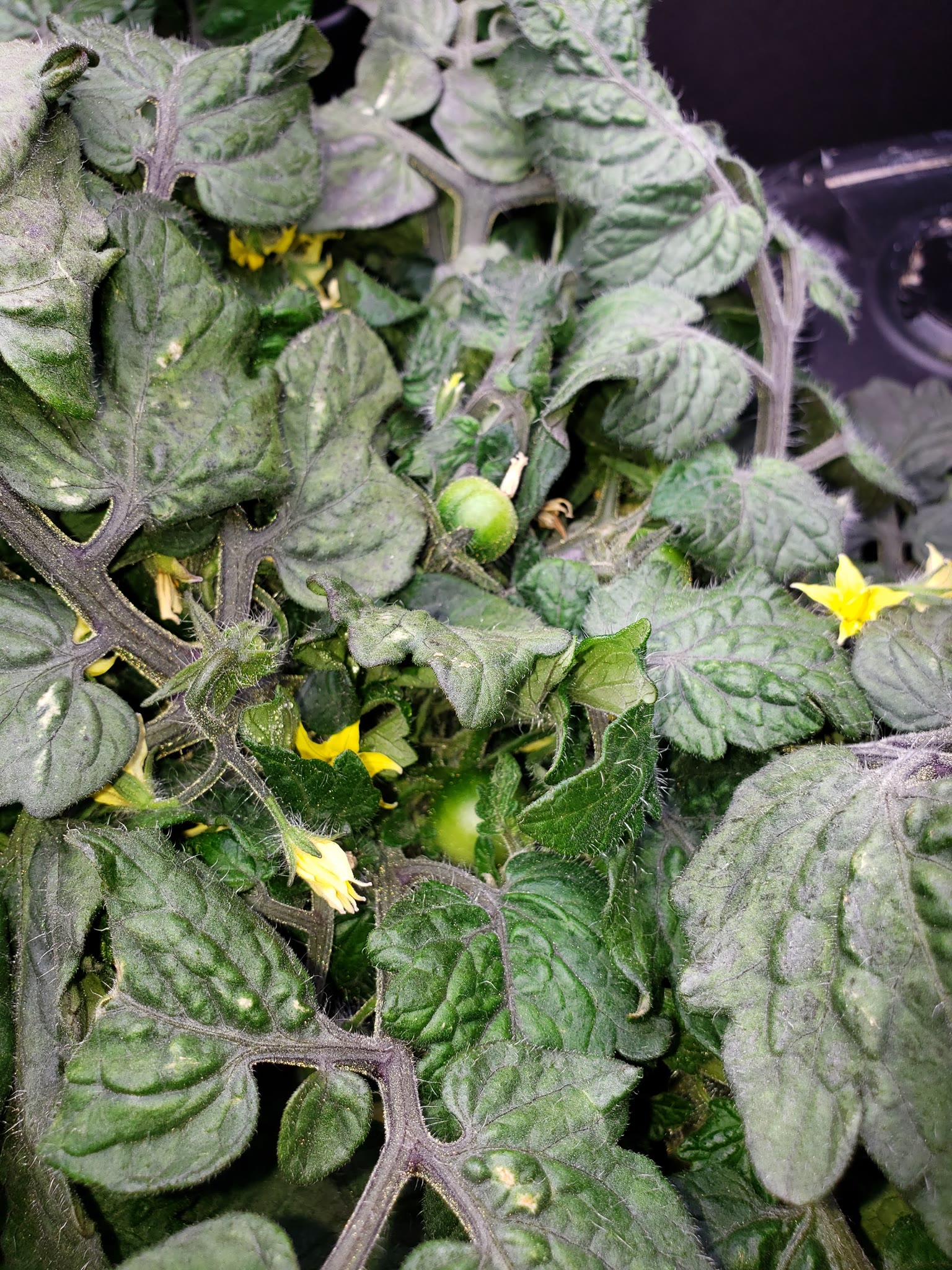 Update #5: Garden progress