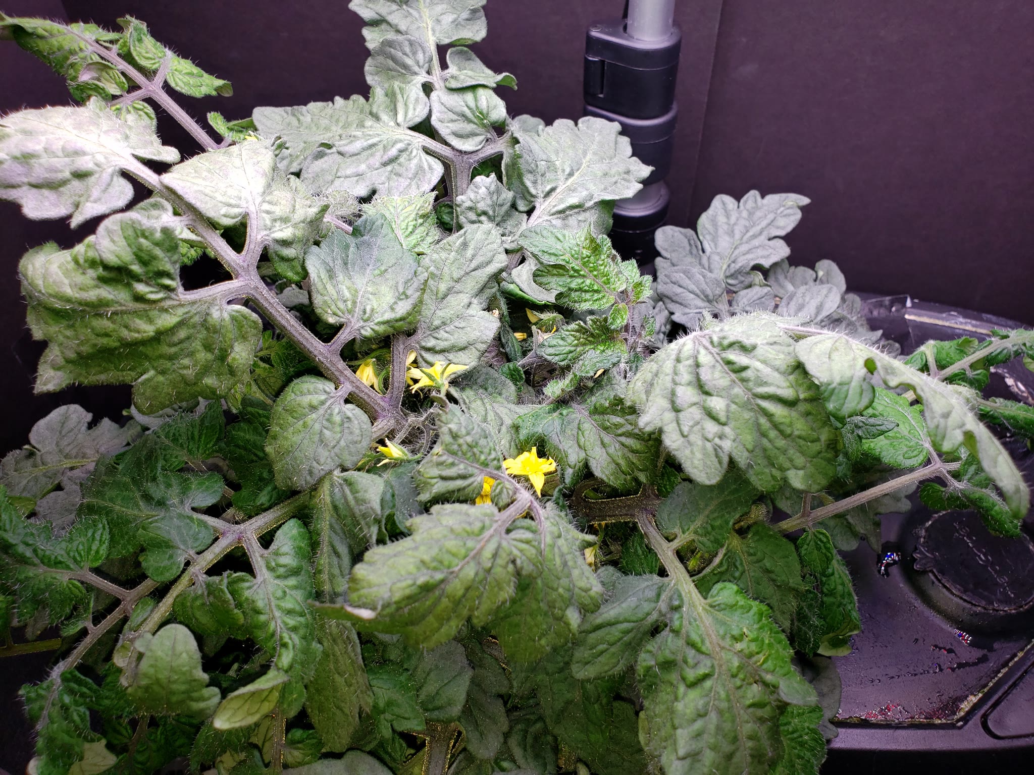 Update #4: Garden progress