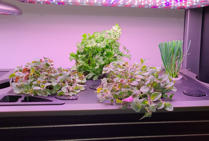 Travelling Herbs Rehomed in a Farm Basic