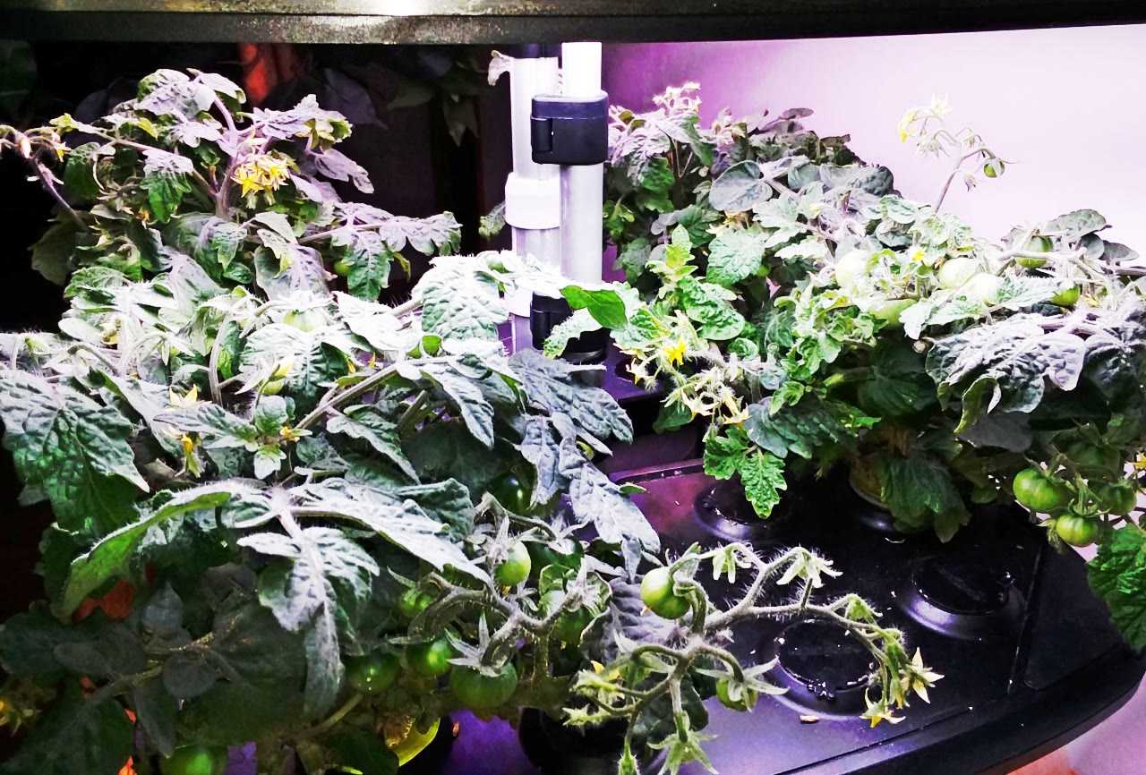 Update #12: Lots of little tomatoes and flowers!