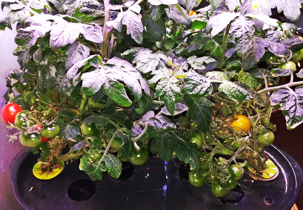 Update #15: These two pictures show the difference in growth under the Bounty and the Bounty Basic. I would not buy the Two …