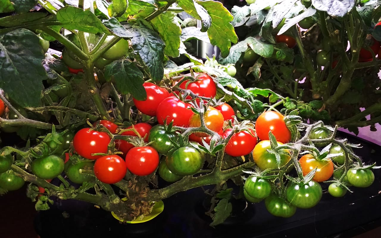 A New Crop of Heirloom Cherry Tomatoes