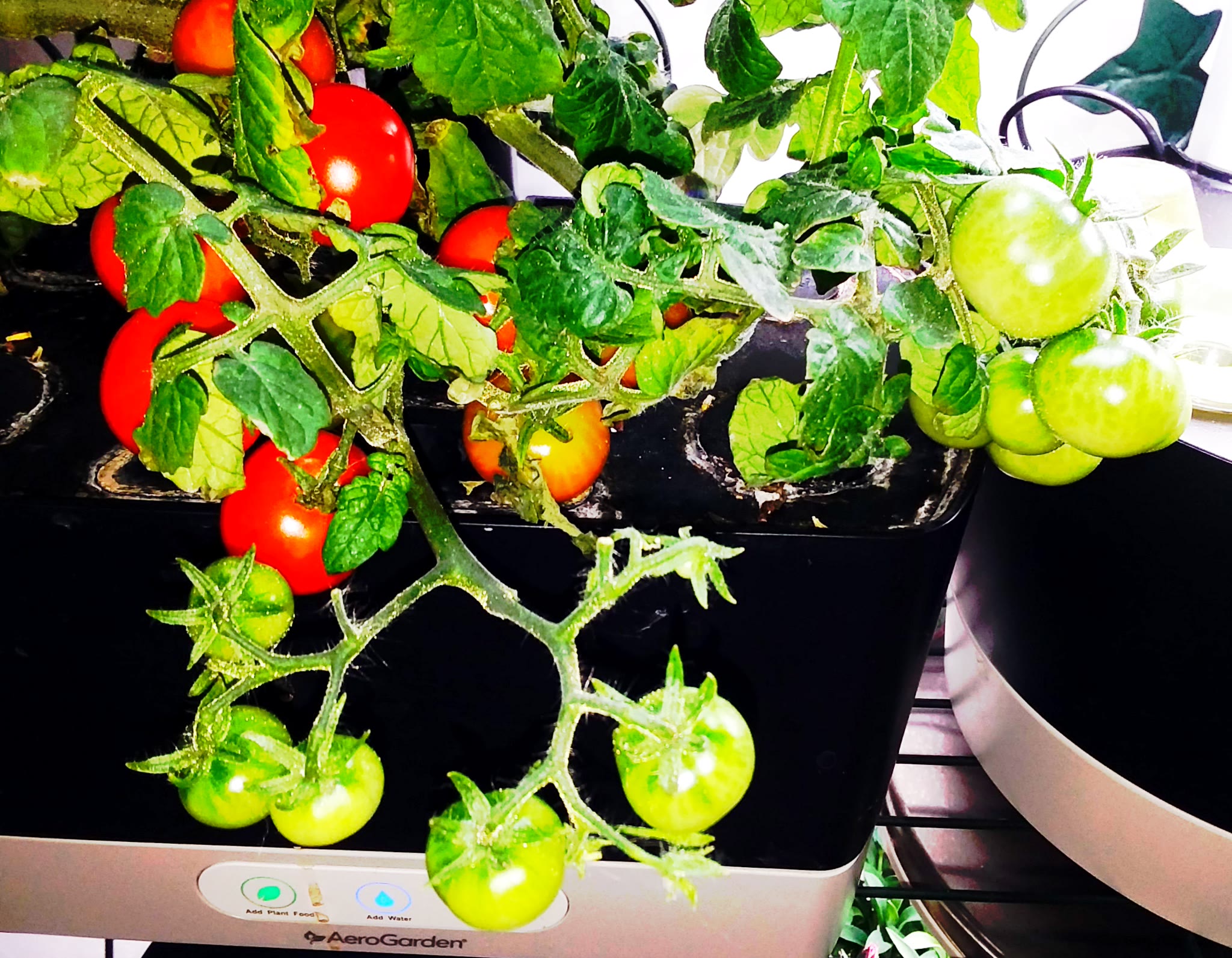 Long-Producing AeroGarden Heirloom Cherry Tomato