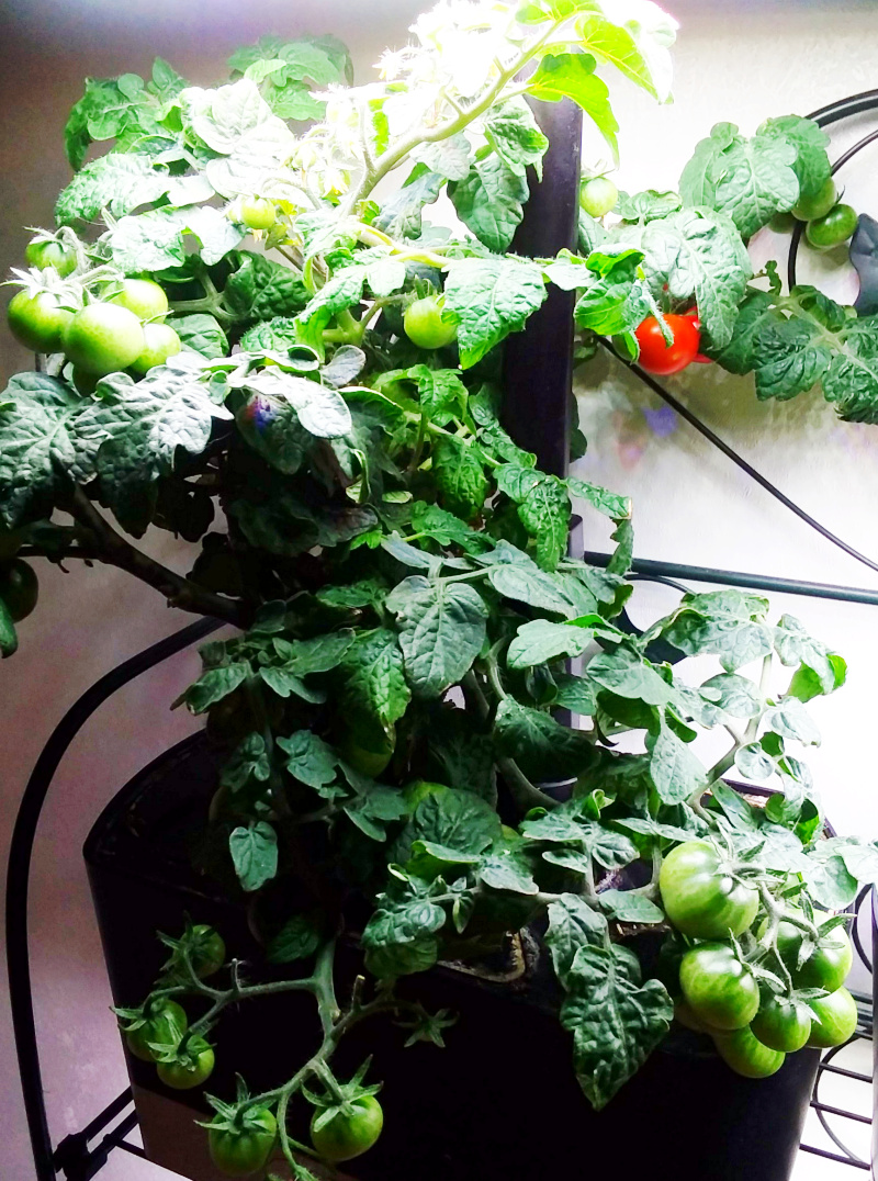 Update #11: These tomatoes are jaw dropping producers! We have already enjoyed many tomatoes, and the plant just keeps on pu…