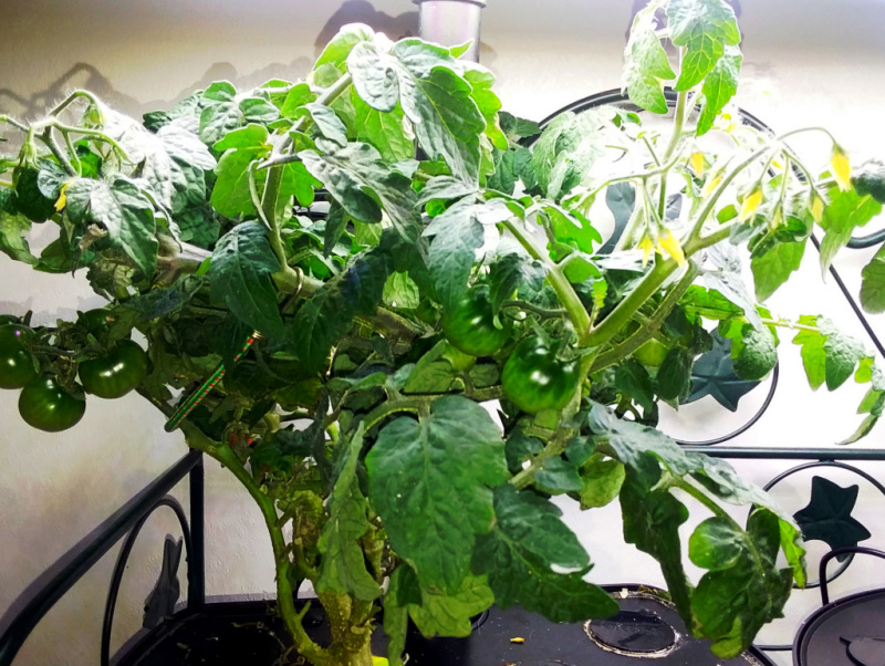 Update #9: I decided I had to trim my overgrown tomato plant. So I hacked away, tied up dangling branches with a bungee -- …