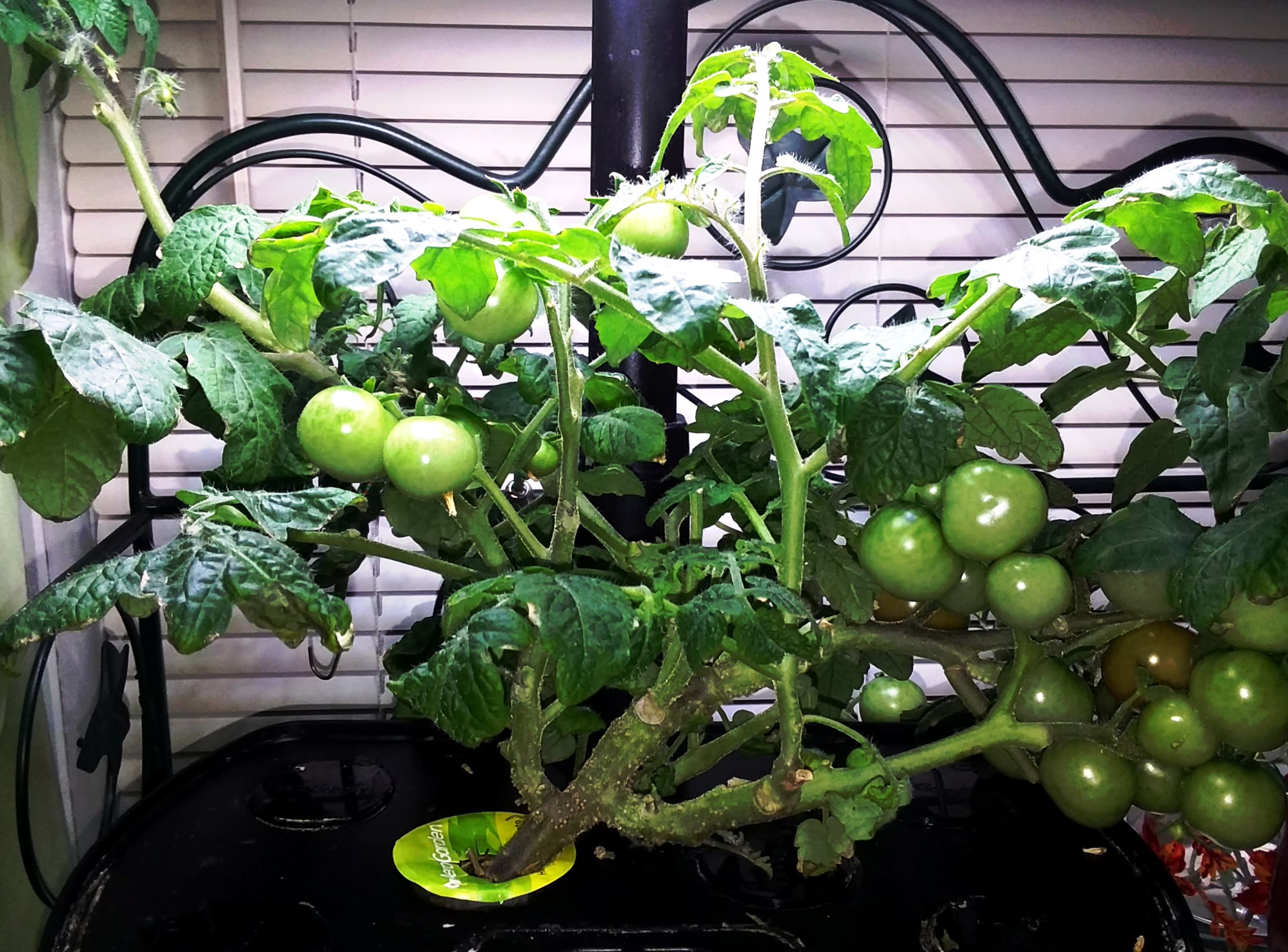 Update #6: At one point, the canopy was so dense and there were no tomatoes on one side. So I severely pruned (butchered) t…
