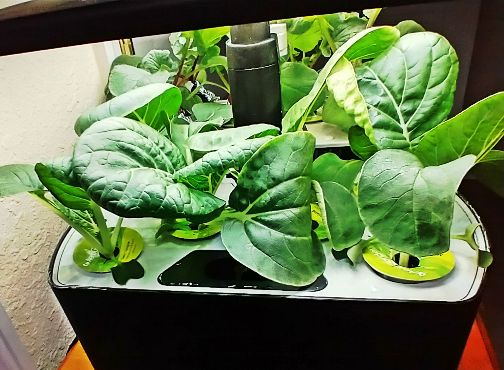 Bok Choy Thinned for Larger Leaves and Continuous Grazing