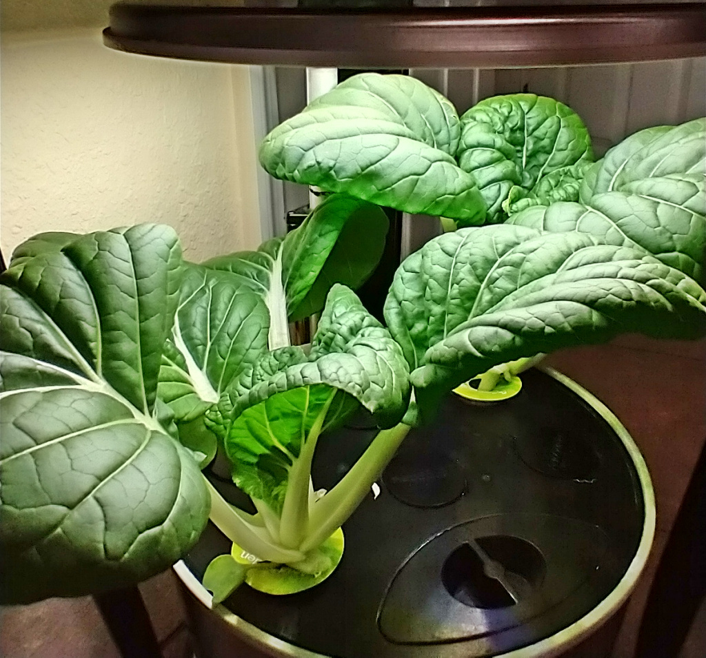 Update #3: The bok choy was too crowded to grow the way I like to eat it in a Harvest. So I thinned them to two plants per …