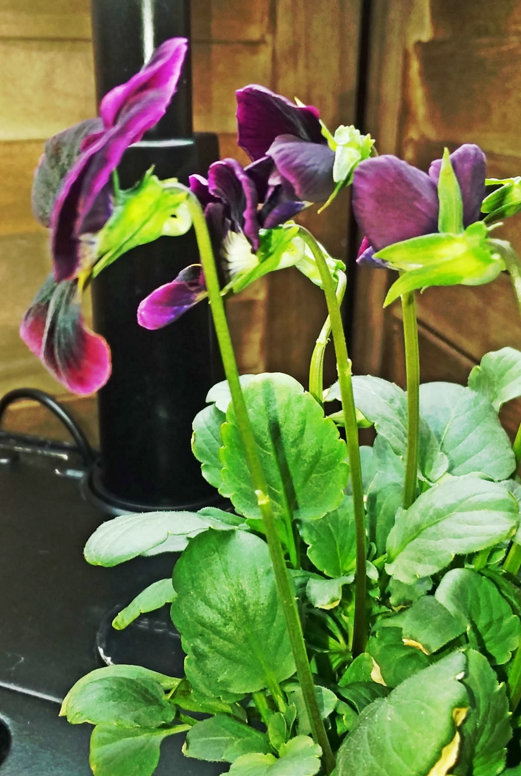 Update #5: The larger plant is blooming! And the big blossom is hiding more behind it. Thanks for the seeds, ERR0R1755.