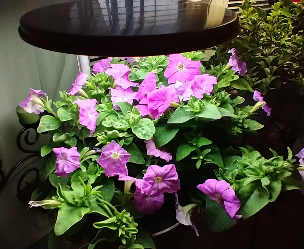 Two-Pod Cascading Petunia Display with Three Flower Colours