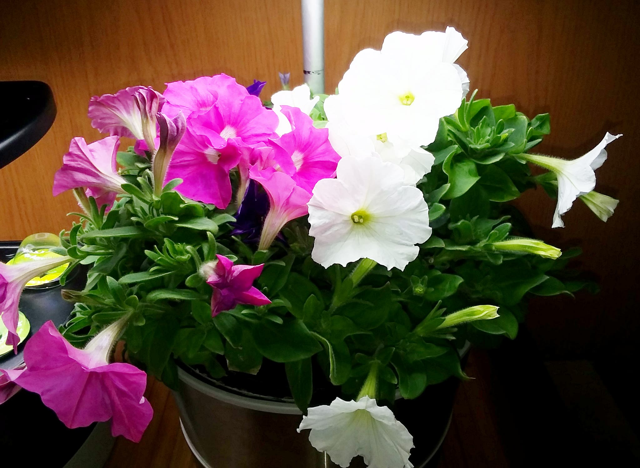 Cascading Petunias Managed through Crowding and Repeated Pruning