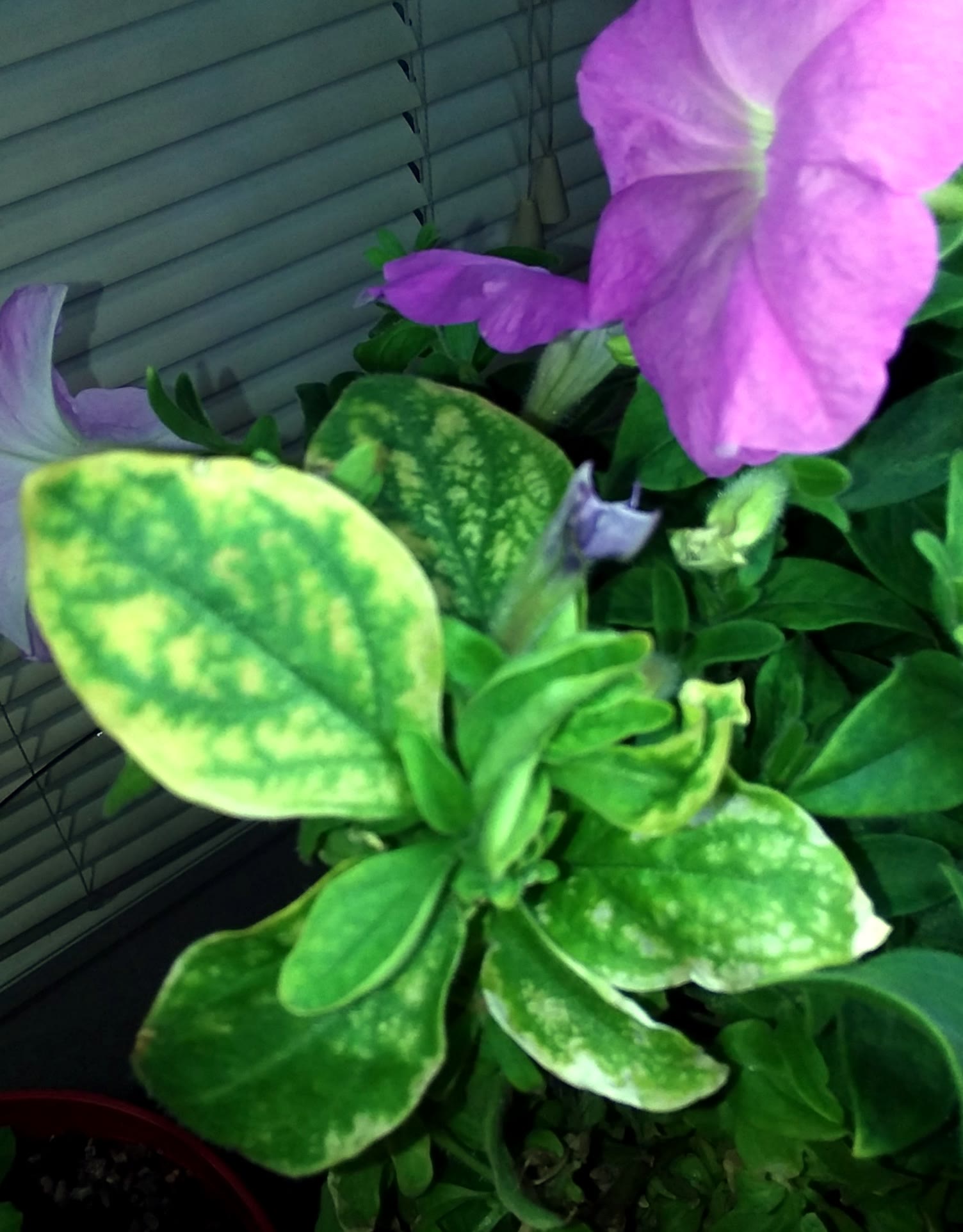 Update #13: My petunias are winding down. I had to remove two plants due to their strangling each other from overcrowding an…