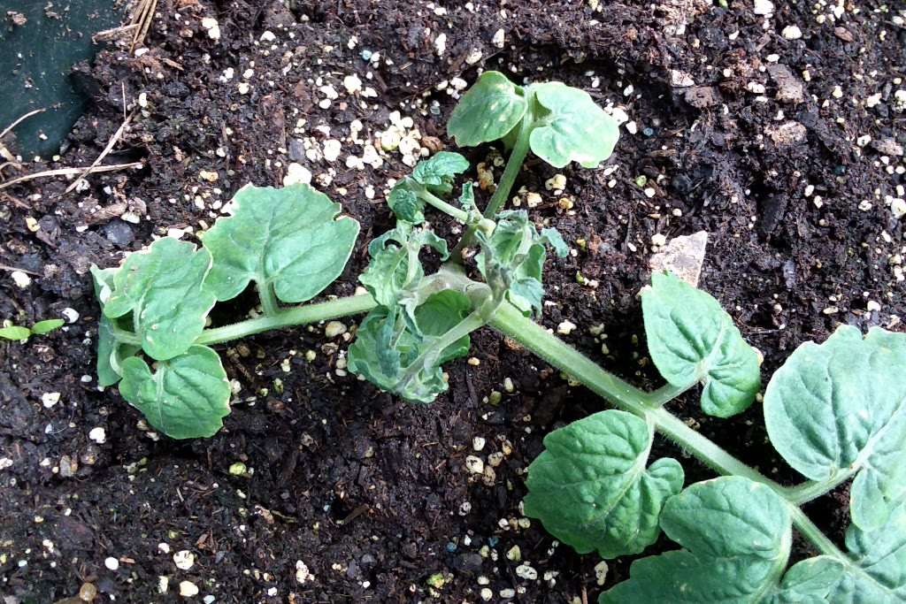 Update #3: These tomatoes are not doing well. The new growth is deformed. I plan to pull them before anything can spread. S…
