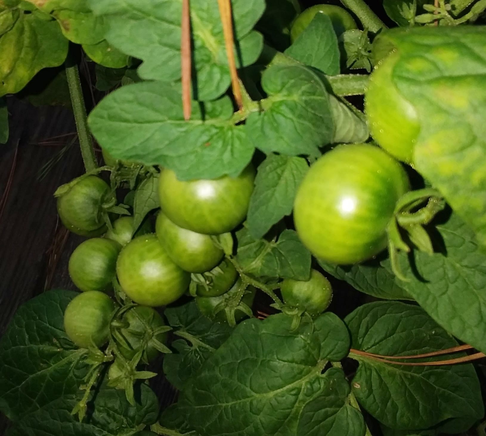 Chibikko Tomatoes Transplanted Outdoors for a Long Productive Season