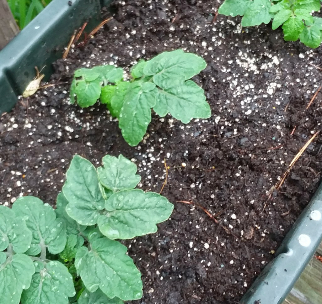 Update #2: The weather finally cooperated, so the Chibikkos made it into the ground today. I was not going to plant the sma…