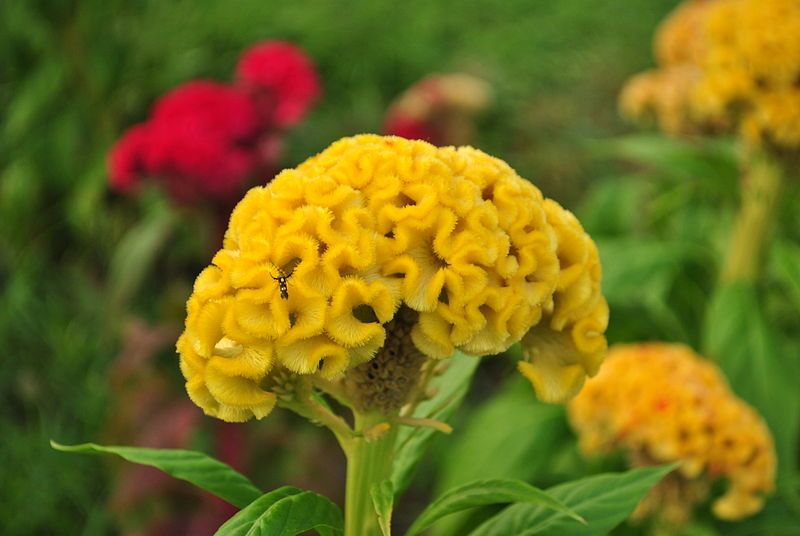 Jewel Box Crested Celosia Outgrew the Harvest without Blooming