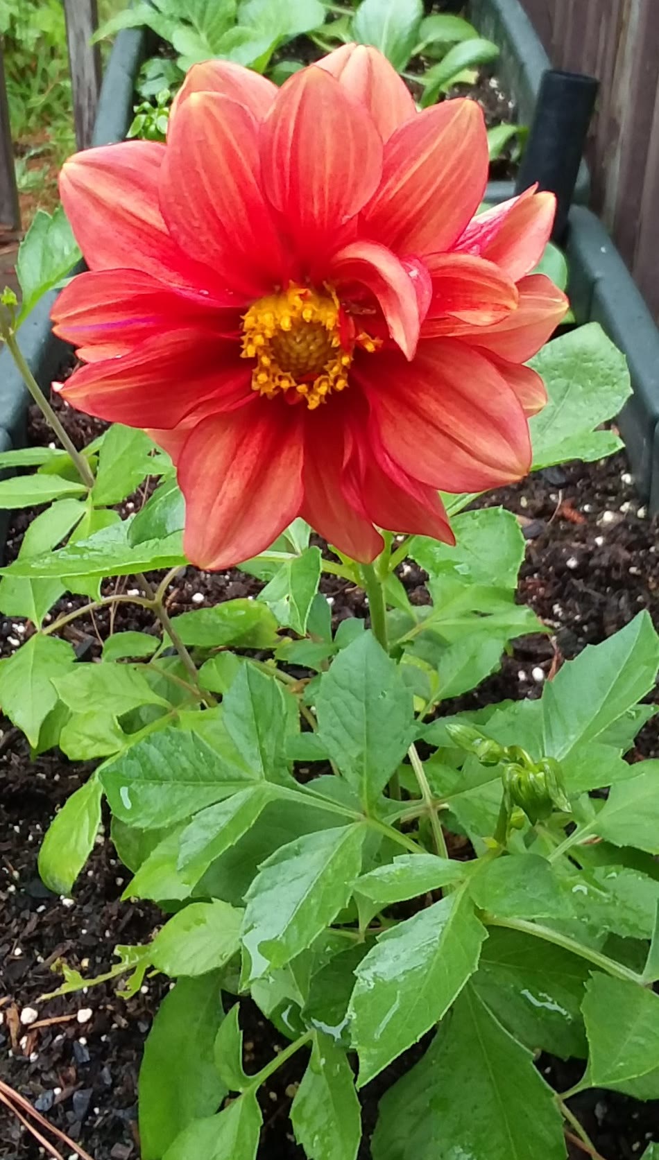 Leggy Unwin’s Dwarf Dahlias Ended Indoors with One Outdoor Survivor