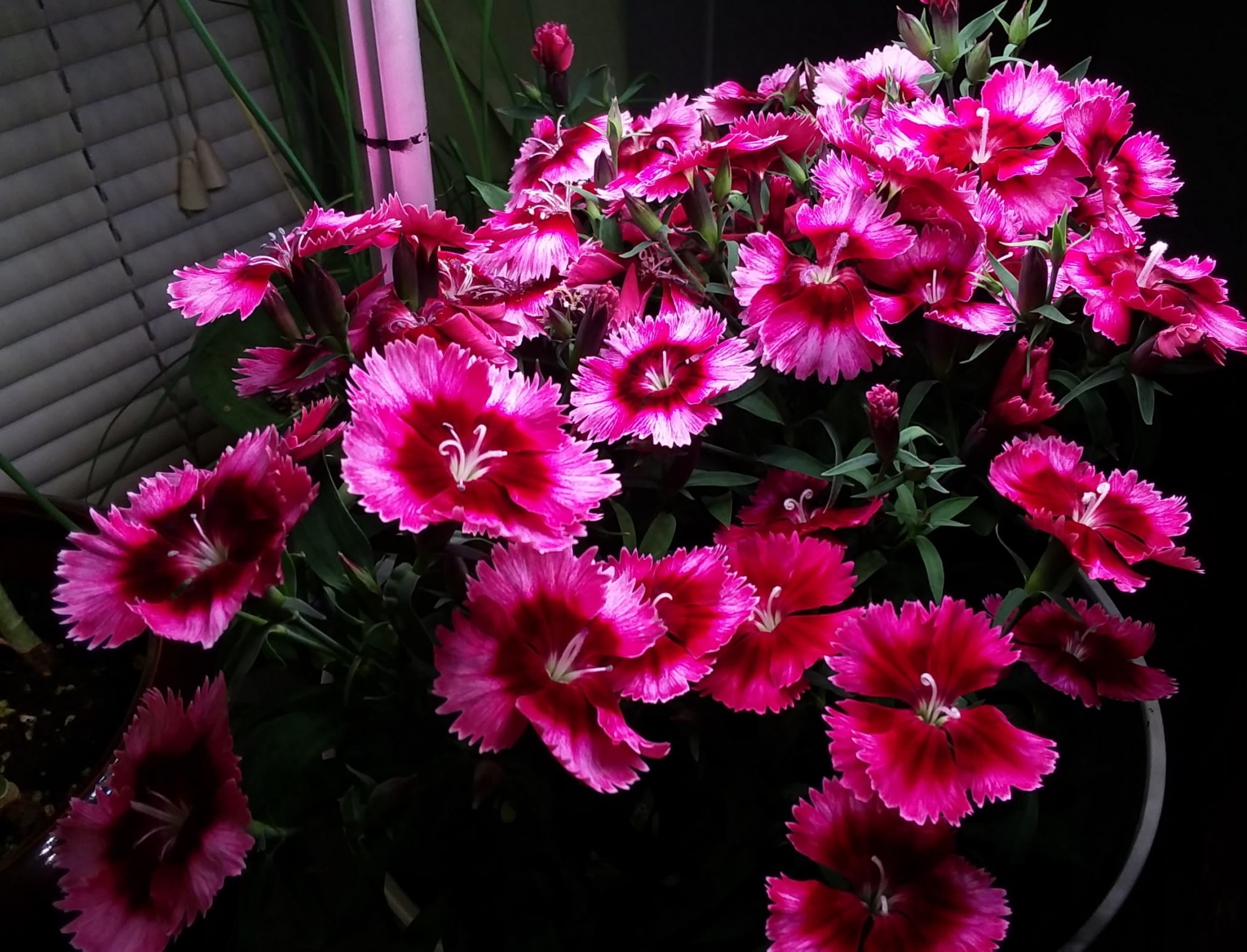 Raspberry Parfait Dianthus Bloomed for Five Months