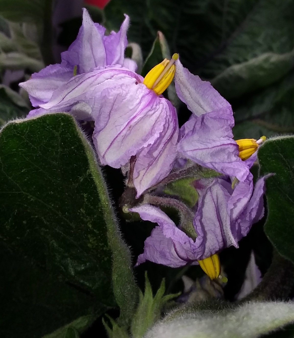Update #6: There are blooms from every angle on this plant. I didn't even know some of them were there until I pruned off s…