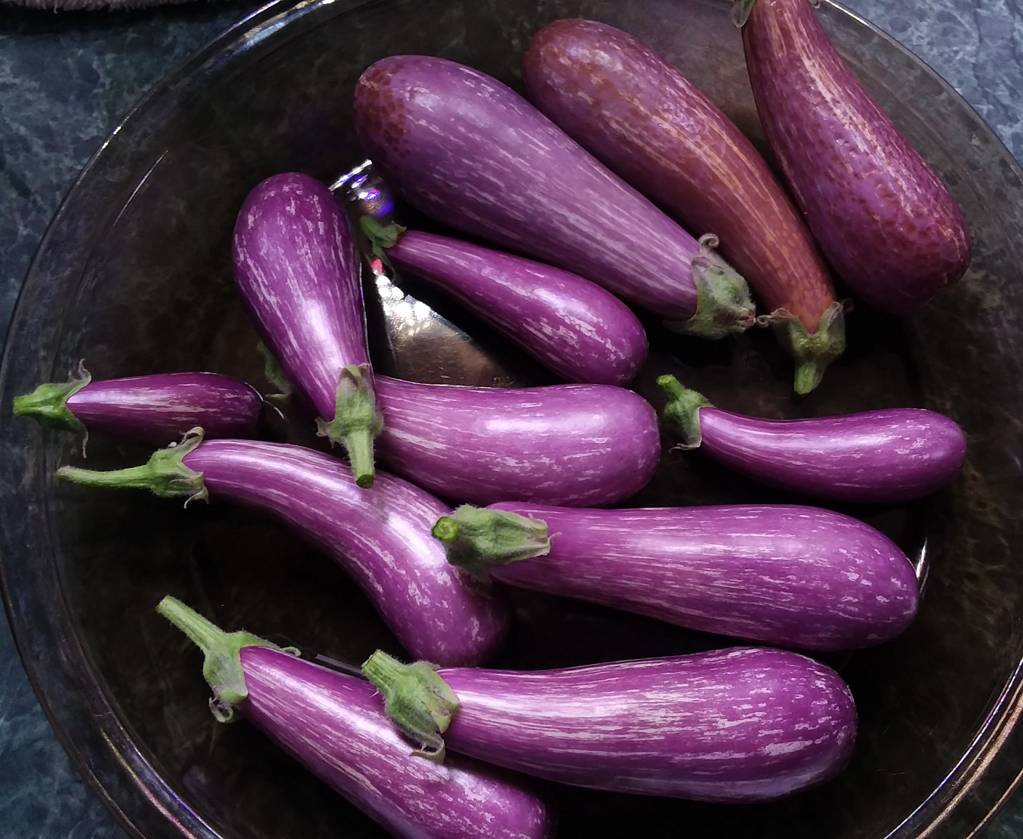 Single Fairy Tale Eggplant with Intensive Daily Pollination