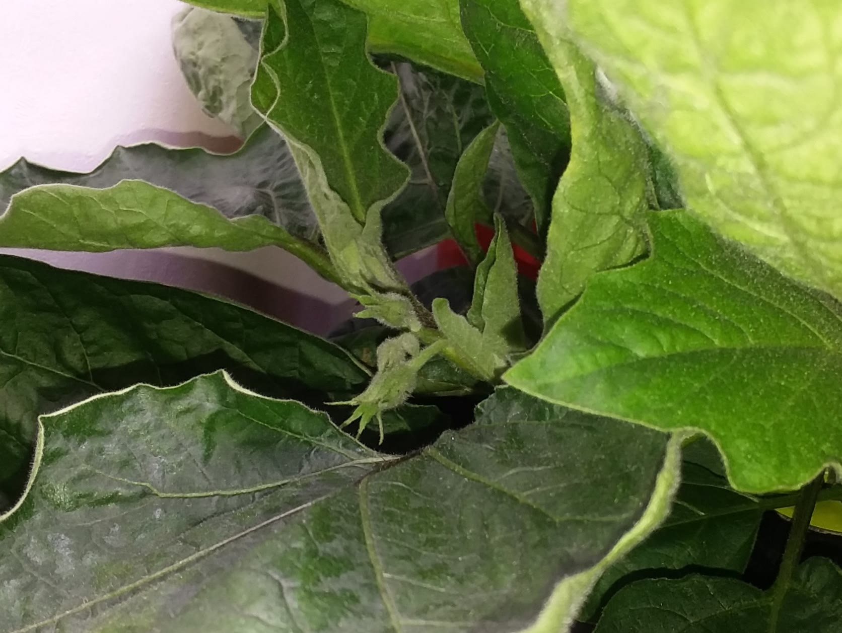 Update #4: Bigger and bigger! And what I thought were buds before turned out to be new shoots. Now there is no mistaking th…