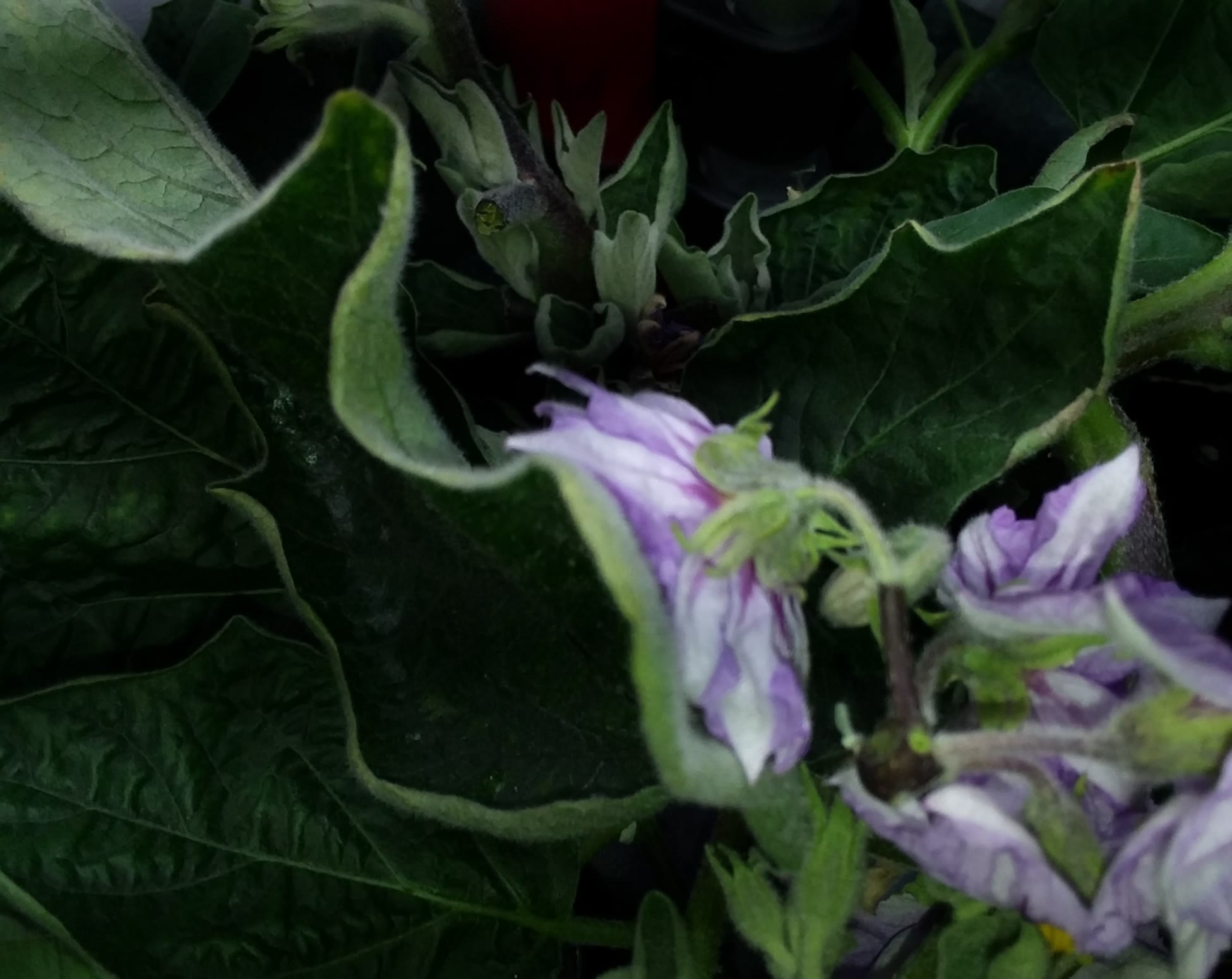 Update #6: There are blooms from every angle on this plant. I didn't even know some of them were there until I pruned off s…