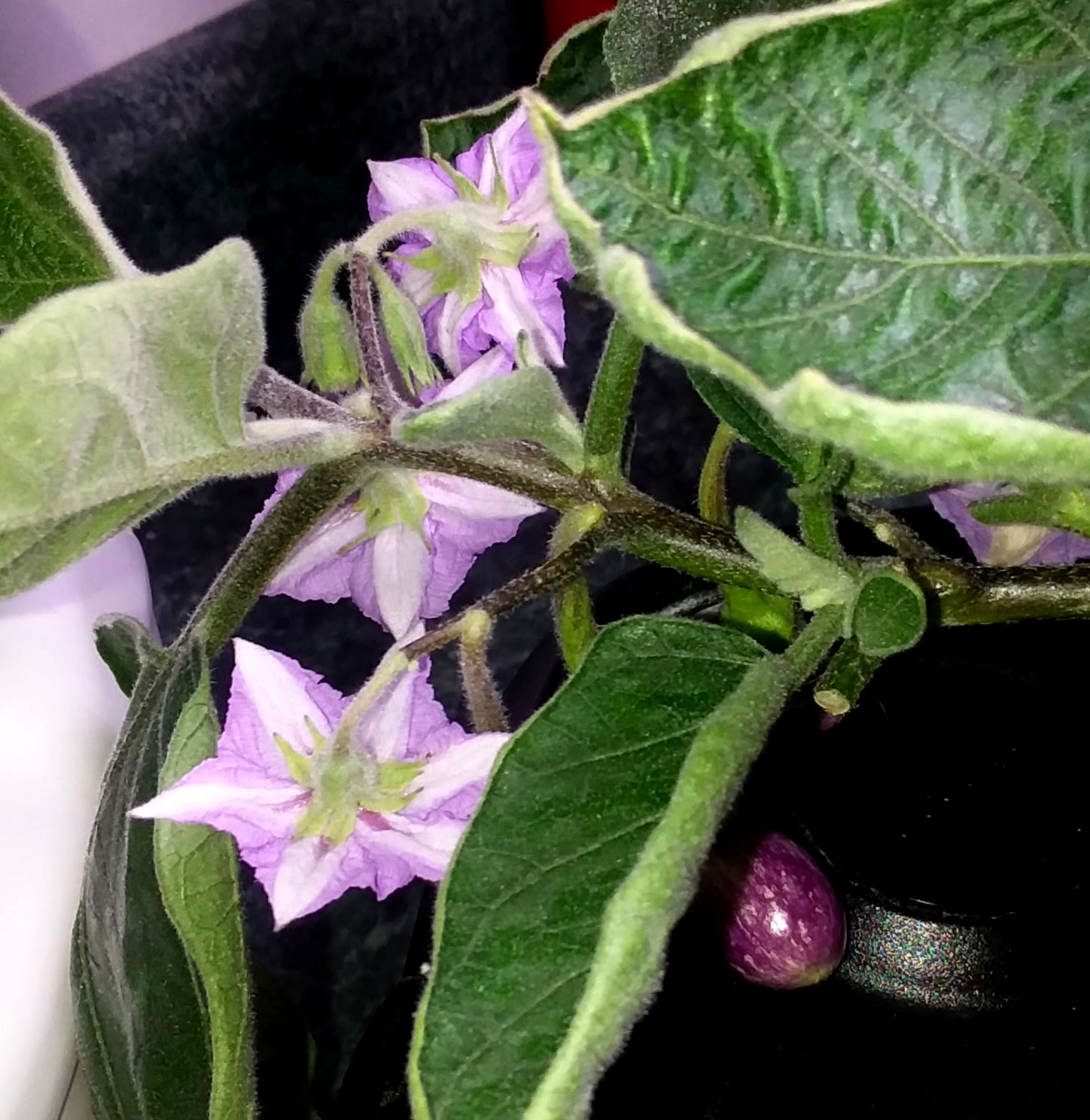 Update #10: I am so happy! I am finally getting baby eggplants, and it looks like a lot more are on the way!
