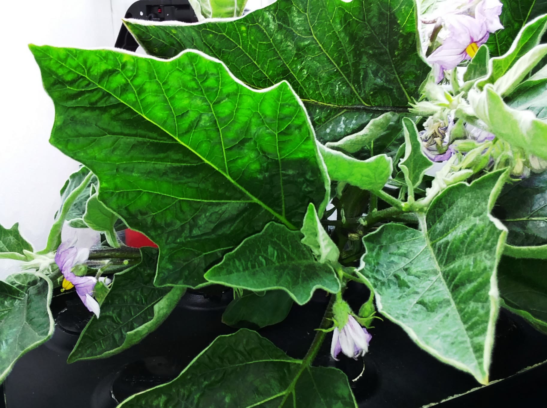Update #6: There are blooms from every angle on this plant. I didn't even know some of them were there until I pruned off s…