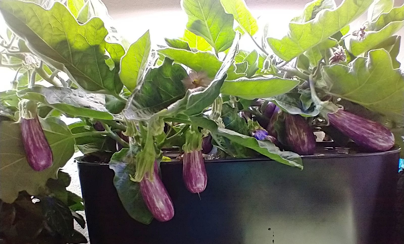 Fairy Tale Eggplants