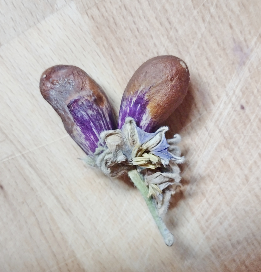 Update #13: I think the same fungus that wiped out my impatiens may have gotten my eggplant. It started out looking like blo…