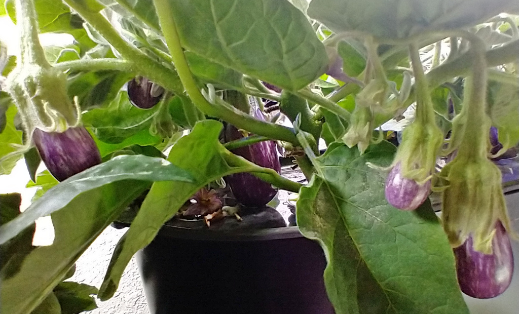 Update #9: I am so excited! Aren't they beautiful?