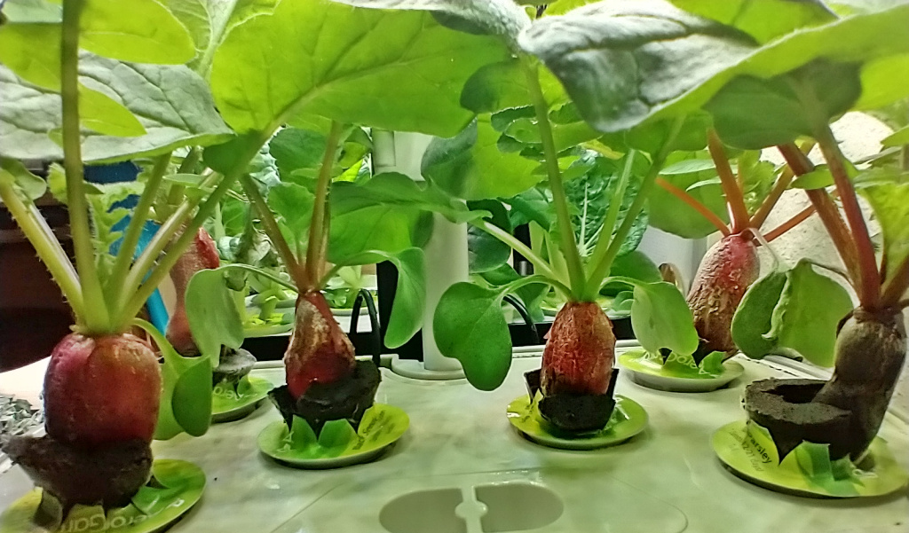 German Giant Radishes with Corky Skin and Mild Flavour