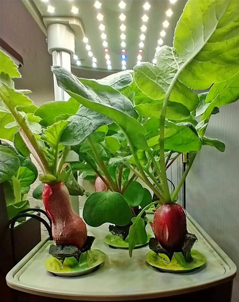 Update #6: The leaves weren't looking great today, so I decided to add a little Calmag. When I opened the water port, there…
