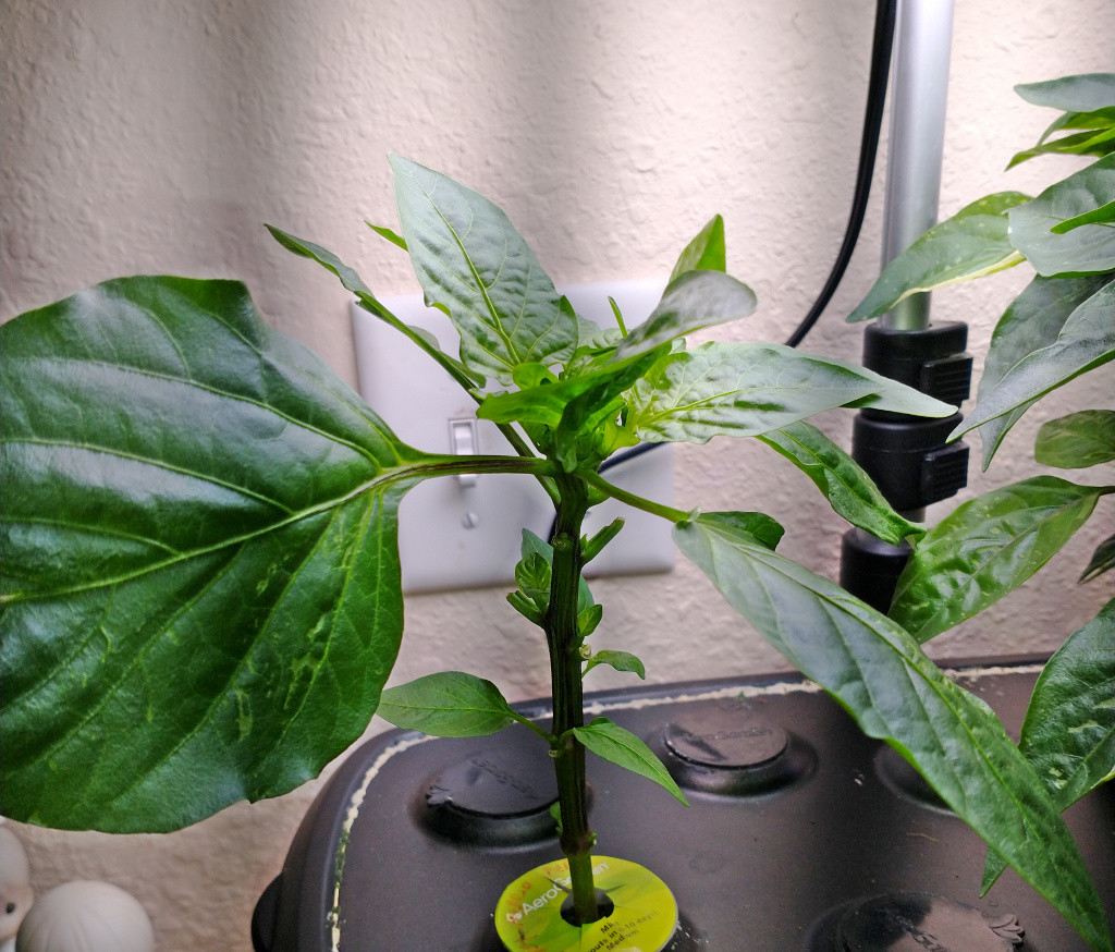 Update #2: I'm not sure if the pepper in coco coir looks better than the one in the AG or not. It has a better shape becaus…