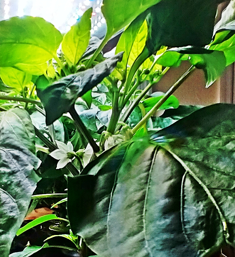 Update #3: It's funny the way different peppers grow. These are tall and lanky with the buds mostly near the top.
