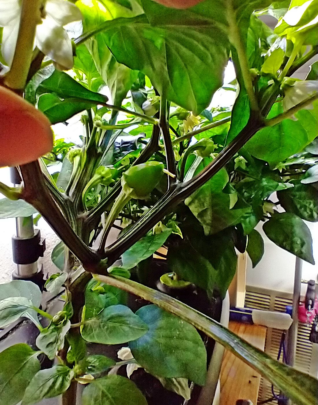 Update #5: Both Gypsies have peppers now!