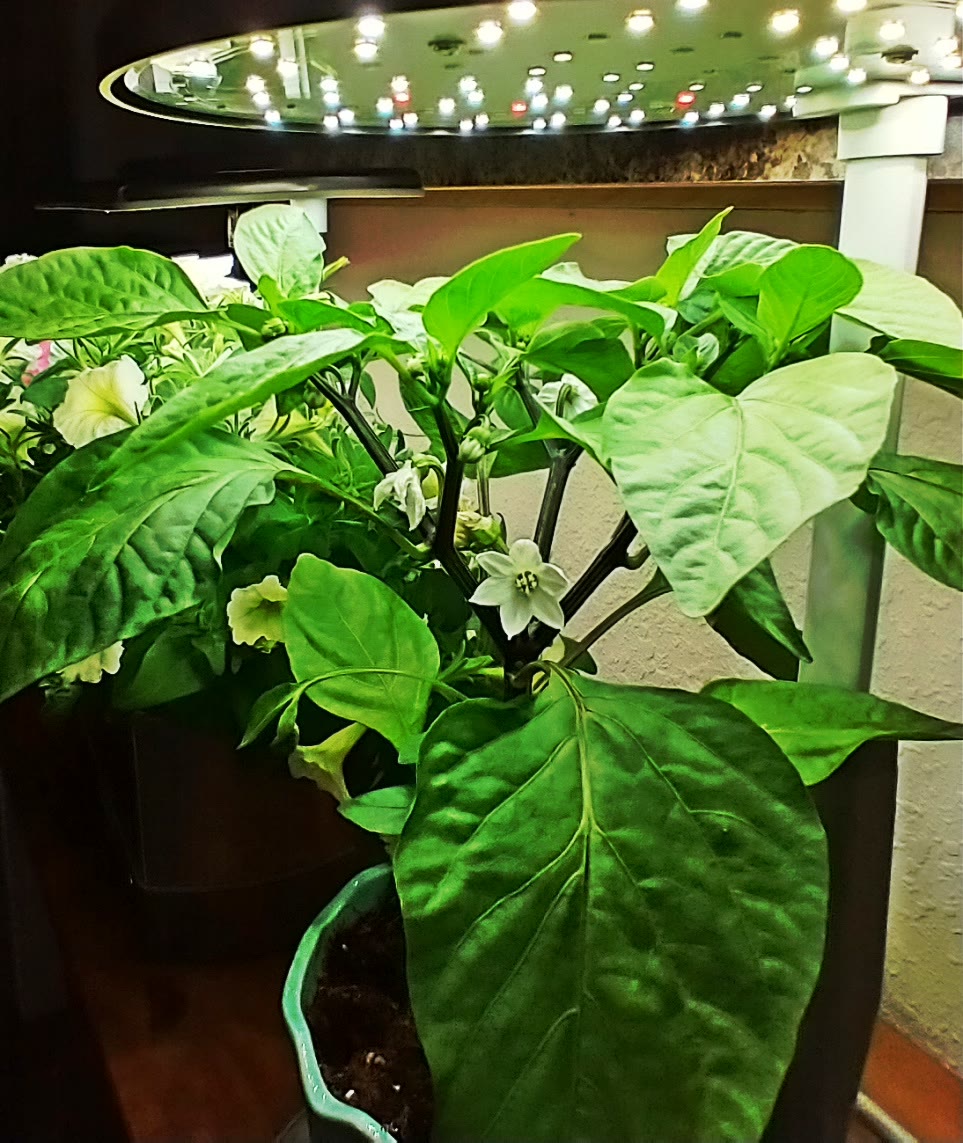 Update #4: The Gypsies are starting to take off. The first one is in a Bounty. The second one is the one in a pot with coco…
