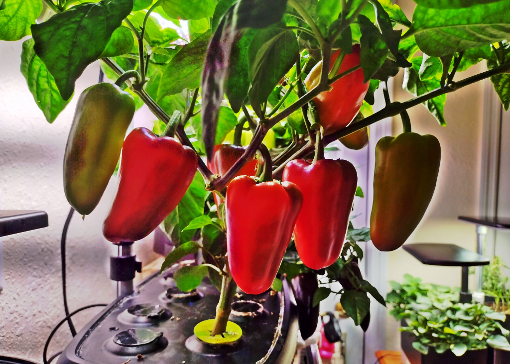 Gypsy Hybrid Peppers
